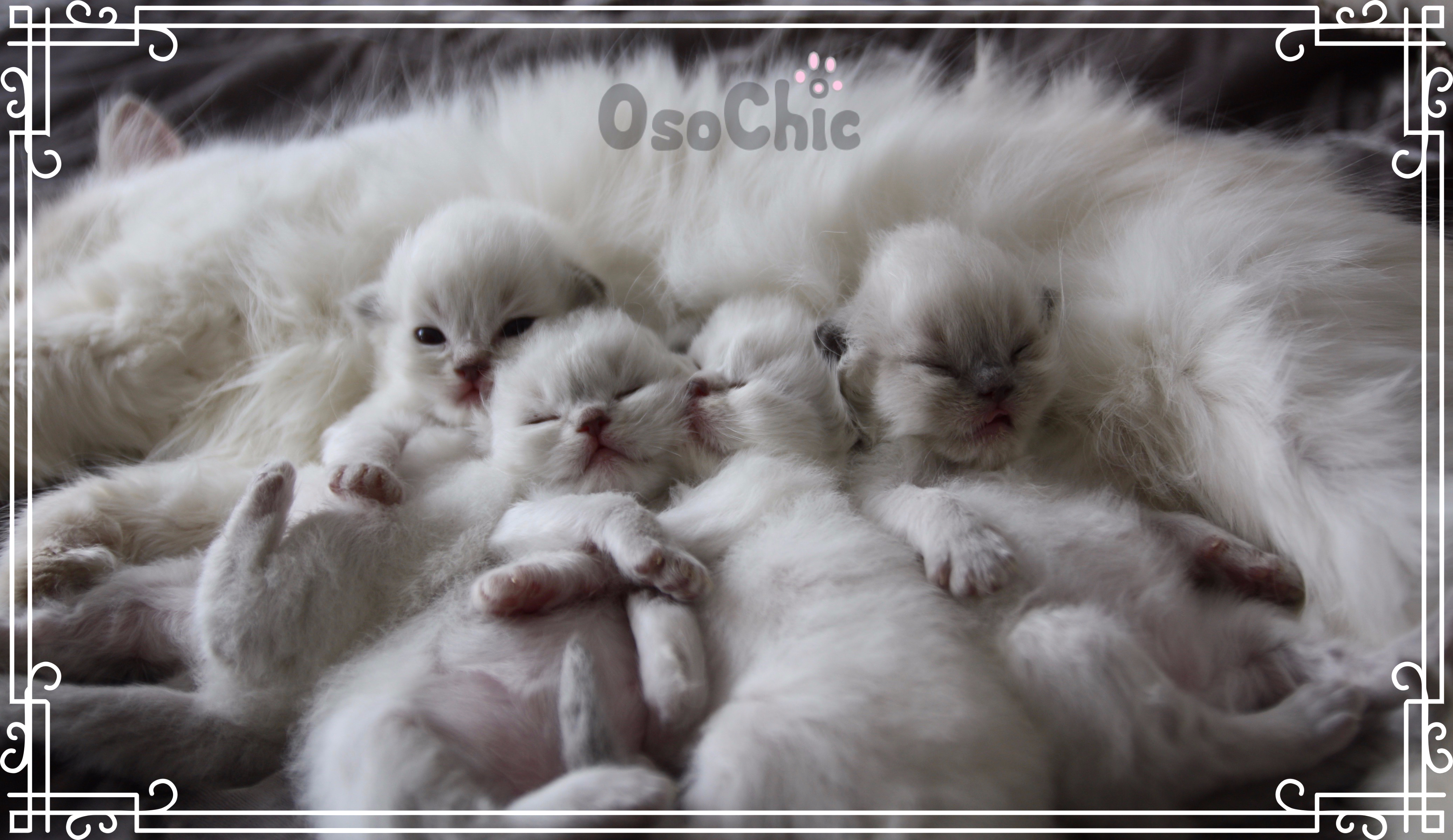 Ragdoll kittens best sale for adoption